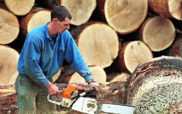 Trung Quốc mua gom gỗ, thợ Bỉ chết điếng vì mất việc
