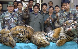 Ở Lào nuôi hổ đem bán dễ như nuôi chó