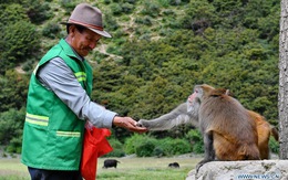 'Người cha' của đàn khỉ 2800 con trên cao nguyên Tây Tạng