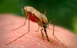 Sốt rét thay đổi mùi của bệnh nhân, làm họ càng 'hấp dẫn' muỗi