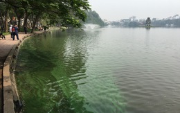 Hà Nội thả tảo lục trở lại hồ Hoàn Kiếm