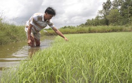 Thích nghi hạn, mặn