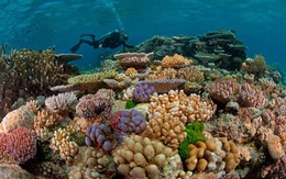 Videographic 50% san hô biến mất trong 30 năm đe doạ cuộc sống con người