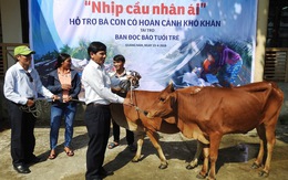 Báo Tuổi Trẻ trao bò giống cho người dân khó khăn Quảng Nam