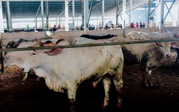 Trang trại bò gây ô nhiễm bị phạt 70 triệu, phải xin lỗi dân