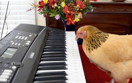 Ngạc nhiên chưa: Một 'cô gà' biết chơi đàn