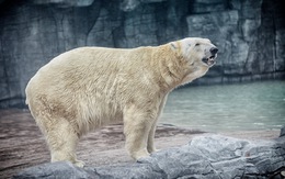 Gấu Bắc cực duy nhất sinh ở vùng nhiệt đới qua đời