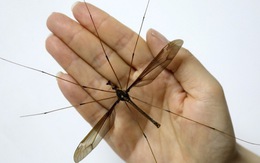 Lộ diện con muỗi khủng nhất thế giới nửa gang tay