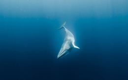 Hé lộ bí mật giúp cá voi lặn 'siêu giỏi'