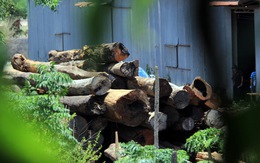 Cả ngàn cây gỗ quý trong kho xưởng của trùm Phượng 'râu'
