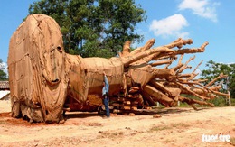 1 trong 3 cây 'khủng' có nguồn gốc từ Krông Năng, Đắk Lắk