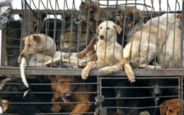 2 người Việt bị tố rao bán thịt chó tại Malaysia