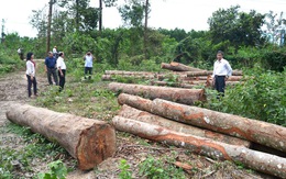 Tận thu rừng ở Phú Yên: Chặt 10, báo 1