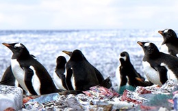 Chim cánh cụt thật sự đang sống trên đảo rác