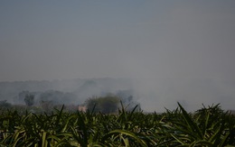 Rừng Tà Cú cháy trở lại, đe dọa nhiều diện tích thanh long
