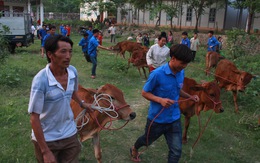 Báo Tuổi Trẻ tặng bà con vùng lũ Sơn La 30 con bò giống