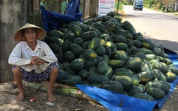 Quảng Nam: Sở Nông nghiệp gửi thư kêu gọi mua dưa hấu giúp nông dân
