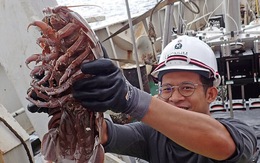 Phát hiện các sinh vật ‘ngoài hành tinh’ dưới đáy biển Indonesia
