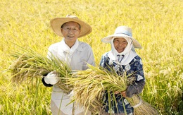 Người Nhật dùng dầu gạo để bảo vệ sức khỏe tim mạch