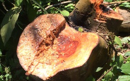 Thêm vụ phá rừng sản xuất ở Thanh Hóa