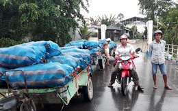 Khoai môn còn 7.000 đồng/kg do Trung Quốc giảm mua