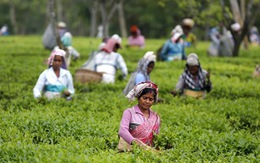 Cuộc sống kinh hoàng phía sau đồi trà xanh mướt ở Ấn Độ