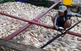 Khảo sát tìm nguyên nhân 1.500 tấn cá chết trên sông La Ngà