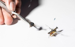 Chế tạo thành công ruồi robot theo dõi cây trồng