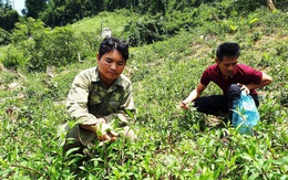 Gùi rau của người Bh’Noong về xuôi