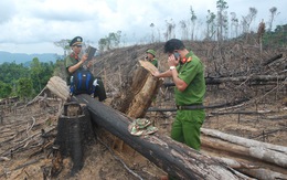 Quảng Nam kỷ luật nhiều cán bộ kiểm lâm để mất rừng