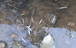 Kiểm tra kênh dẫn nước tìm nguyên nhân cá chết ở Hà Tĩnh