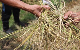 Huy động công an ngăn chặn nạn 'bảo kê' gặt lúa