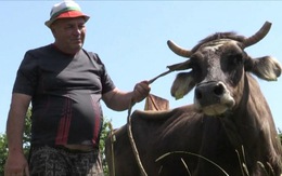 Vượt biên trái phép, bò bị EU tuyên án tử hình