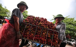 Bắc Giang lên tiếng vụ vải thiều giá 3.000/kg phải đổ sông