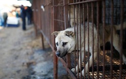 Hàn Quốc muốn chấm dứt nuôi chó giết thịt