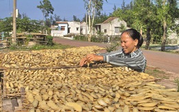 Quảng Bình quê ta ơi, khoai khoai toàn khoai!