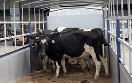 Vinamilk nhập lô bò A2 thuần chủng từ New Zealand