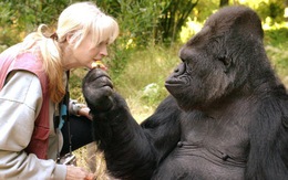 Koko, cô tinh tinh duy nhất biết 2.000 từ tiếng Anh, qua đời