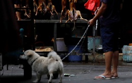 Thế giới trong tuần qua ảnh: lễ hội ăn thịt chó ở Trung Quốc