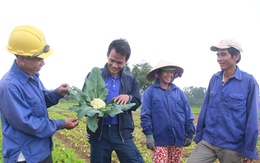 Trồng rau sạch, sống khỏe ở miền Trung