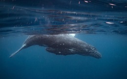 Ảnh chụp đuôi cá voi lưng gù đoạt giải ảnh du lịch NatGeo 2018