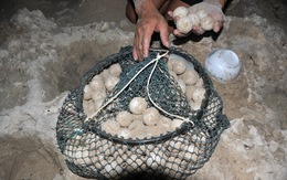 Vích Indonesia 'vượt biên' đến Côn Đảo đẻ 92 trứng
