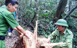 Đại úy phá rừng pơmu nhận án cao hơn đề nghị