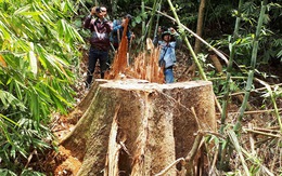 Truy nã 2 nghi can cầm đầu phá rừng lim xanh Quảng Nam