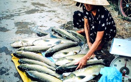 Hàng trăm lồng cá chết vì thủy điện không xả, nước sông Bồ không chảy