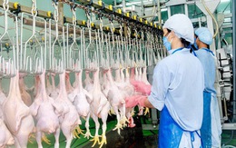 Việt Nam nhập hơn 200.000 tấn thịt gà, kiến nghị hạn chế nhập khẩu gà đông lạnh