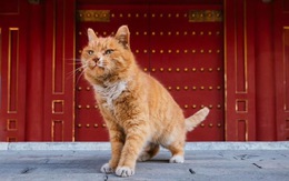 Fan Trung Quốc đau buồn vì tiên tri World Cup mèo hoàng đế qua đời