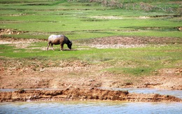 25 hồ Nghệ An xuống mực nước chết, 23.000ha lúa khô hạn