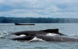 Colombia bắt đầu mùa du lịch độc đáo ngắm cá voi lưng gù