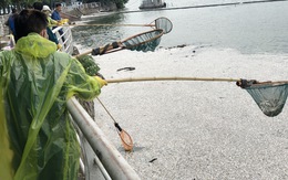 Cá chết ở hồ Tây Hà Nội đã lên tới hàng chục tấn
